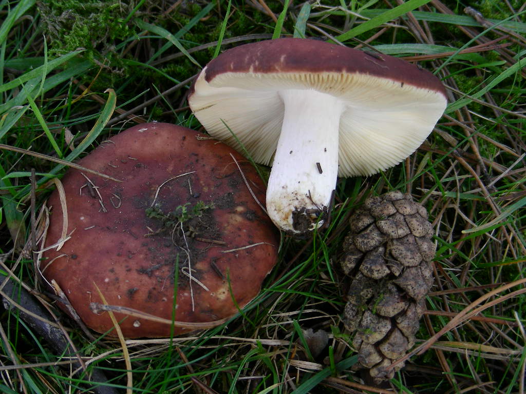 Russula integra ...